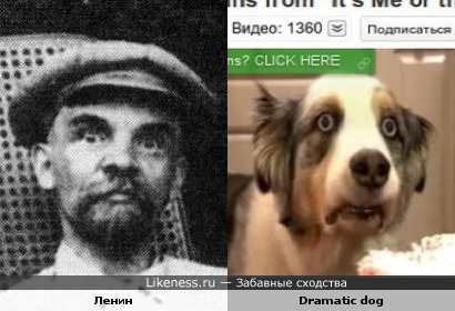 Ленин похож на собаку с драматическим взглядом с YouTube