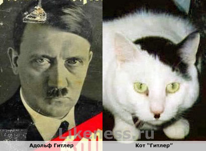 Кот похож на Гитлера