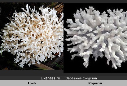 Разновидность гриба похожа на коралл