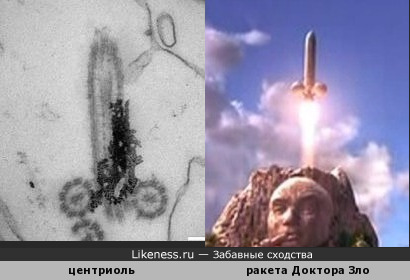 Центриоль гепатопанкреаса краба (100.000-кратное увеличение) напоминает ракету Доктора Зло