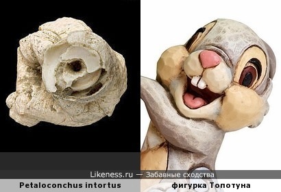 Раковина моллюска Petaloconchus intortus напоминает зайчонка Топотуна из &quot;Бэмби&quot;