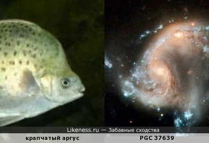 Галактика PGC 37639 напоминает рыбу