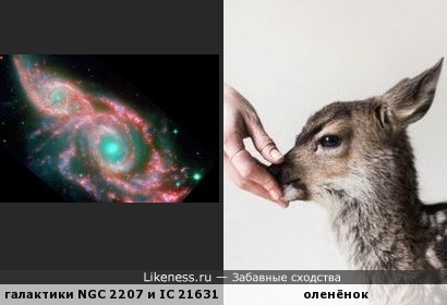 Галактики NGC 2207 и IC 2163 напоминают оленёнка