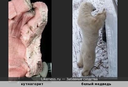 Минерал кутнагорит напоминает любопытного белого медведя