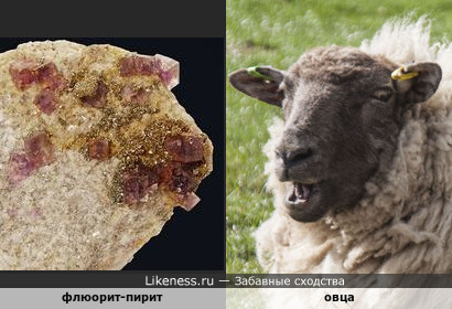 Минерал флюорит-пирит на горной породе напоминает голову овцы