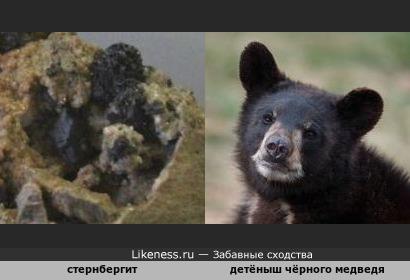 Минерал стернбергит напоминает детёныша чёрного медведя (барибала), выглядывающего из дупла
