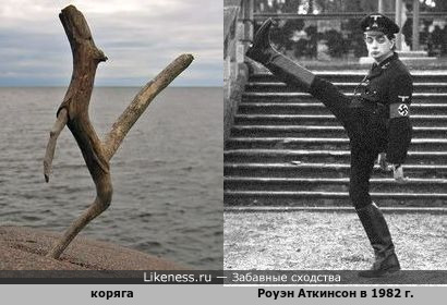 Коряга напоминает печатный шаг Роуэна Аткинсона Коряга напоминает печатный шаг Роуэна Аткинсона