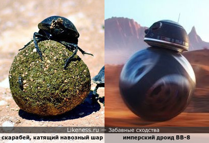 Жук скарабей, катящий навозный шар, напоминает дроидов серии BB