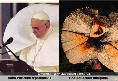 Папа Римский Франциск I похож на плащеносную ящерицу