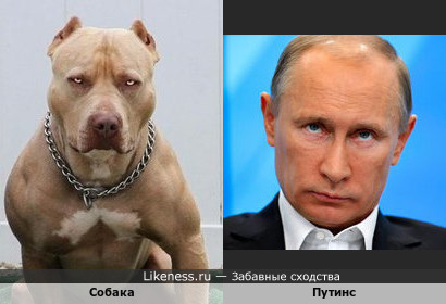 Собака Путина