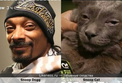 Snoop Dogg похож на кота или наоборот