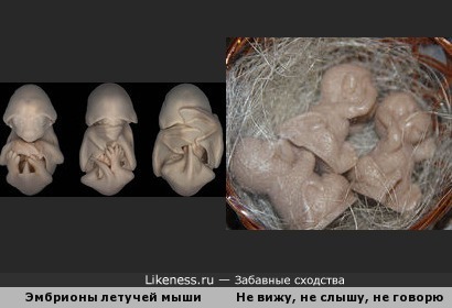 Микрофотография эмбрионов чёрного молоса (вид летучих мышей) напомнила символичных обезьян (&quot;не вижу, не слышу, не говорю&quot;)