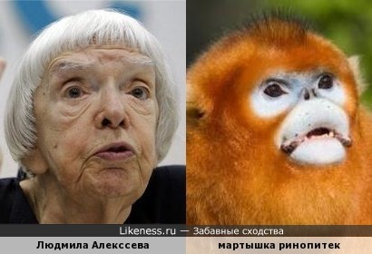Людмила Алексеева похожа на мартышку ринопитека