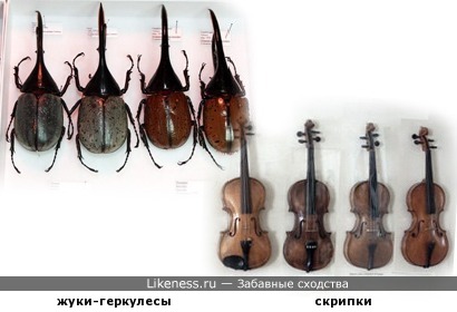 Жуки-геркулесы напоминают скрипки