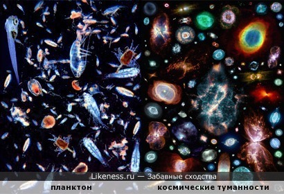 Планктон напоминает космические туманности