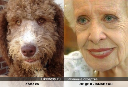 &quot;Ронперлмановская&quot; собака также напоминает Лидию Ламайсон