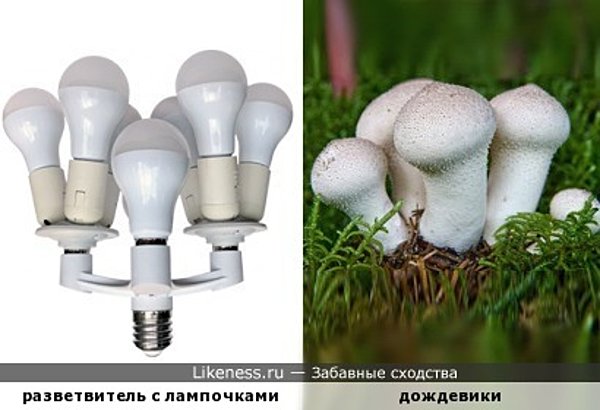Лампочки в разветвителе напоминают грибы Лампочки в разветвителе напоминают грибы