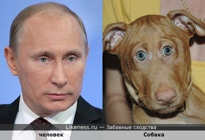 Человек напоминает Собаку