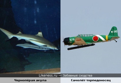 Чернопёрая акула с рыбой прилипалой напоминает самолёт-торпедоносец