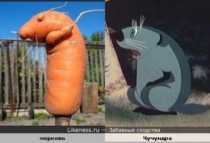 Морковка напоминает Чучундру из мультика.