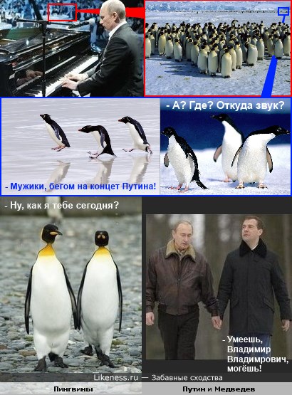 Путин и пингвины