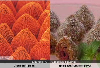 Лепесток розы под микроскопом похож на трюфельные конфеты