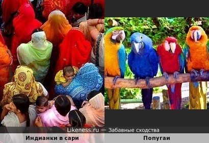 Индианки в сари похожи на цветных попугайчиков