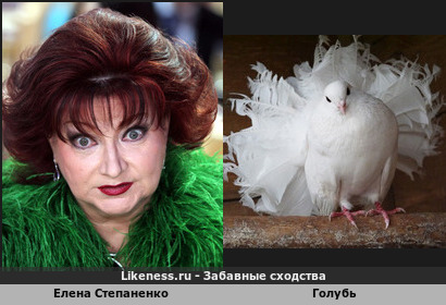 Елена Степаненко напомнила голубя