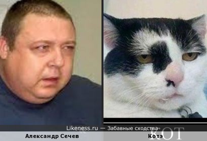 Александр Семчев похож на котэ