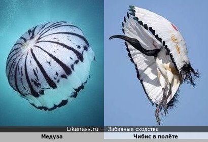 Африканский плегадис фальцинелл в полёте напоминает медузу