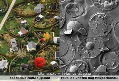 Овальные сады в Дании напоминают грибные клетки под микроскопом