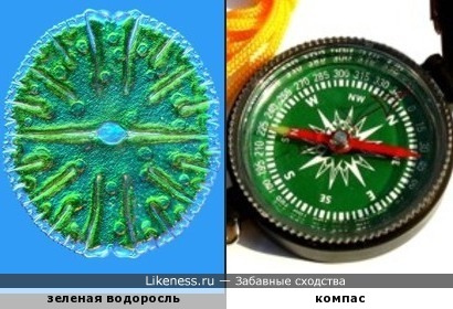 Зеленая водоросль напомнила компас