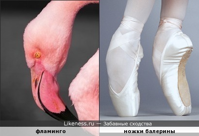 Голова фламинго напоминает ножку балерины