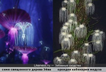 Семя священного дерева Эйва напоминает орхидею хабенарию медузу
