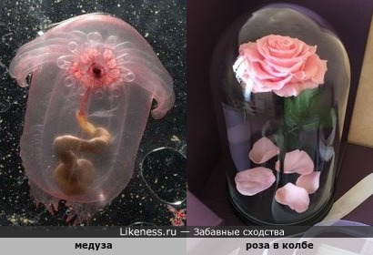Медуза напоминает сказочную розу в колбе