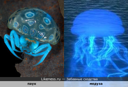 Светящийся в темноте голубым светом паук похож на медузу