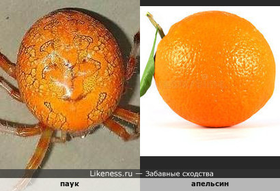 Апельсин с лапками )