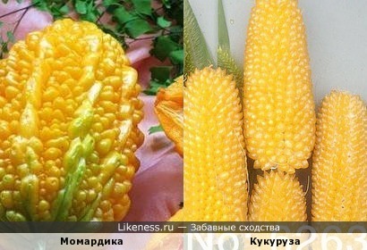 Момардика (экзотический плод) и кукуруза