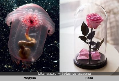 Медуза и роза
