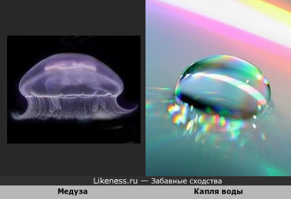 Медуза и капля воды
