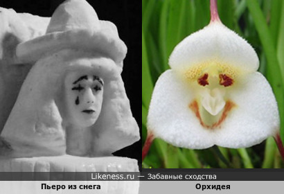 Пьеро из снега и орхидея