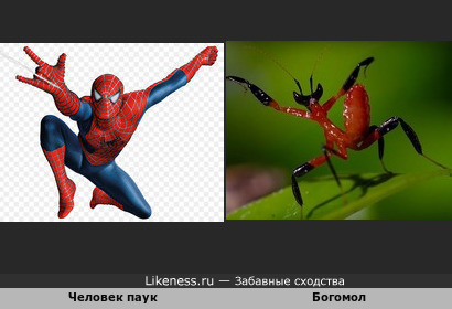 Человек паук и богомол