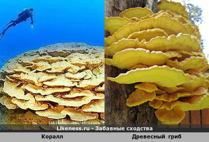Коралл напоминает Древесный гриб