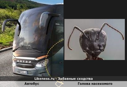 Автобус напоминает голову насекомого