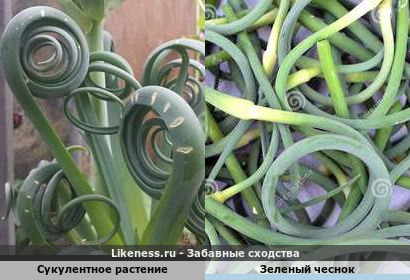 Сукулентное растение напоминает зеленый чеснок