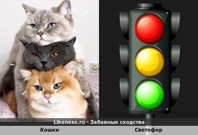 Кошки напомнили светофор