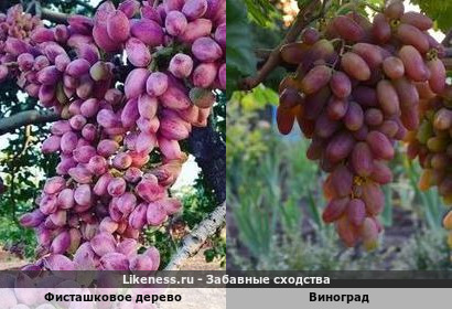 Плоды фисташкового дерева напоминают виноград