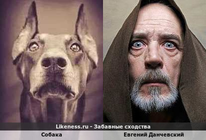 Собака напоминает Евгения Данчевского