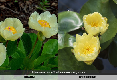 Пионы и кувшинки