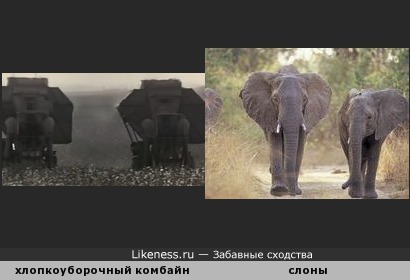Хлопкоуборочные комбайны напоминают слонов